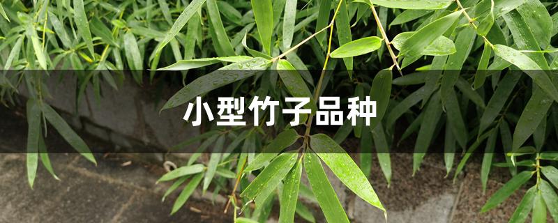 小型竹子品种 小型竹子品种
