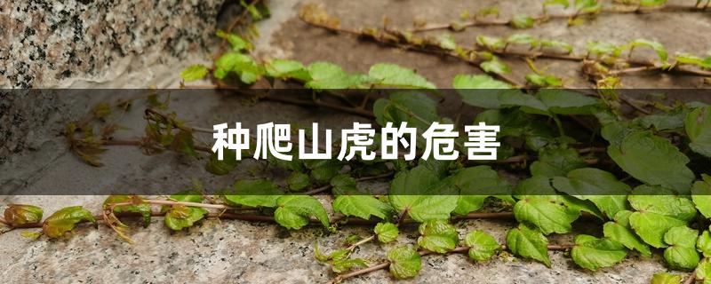种爬山虎的危害 种爬山虎的危害