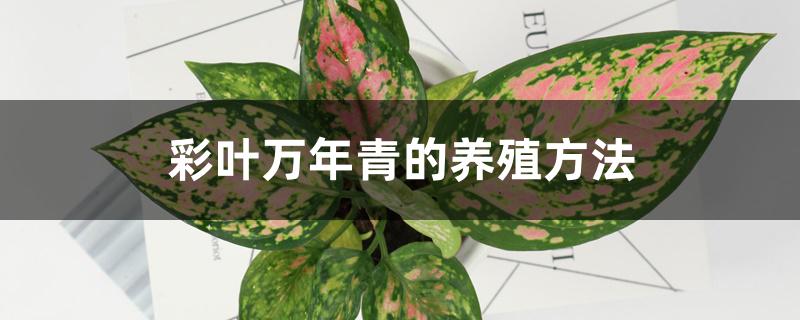 彩叶万年青的养殖方法 彩叶万年青的养殖方法