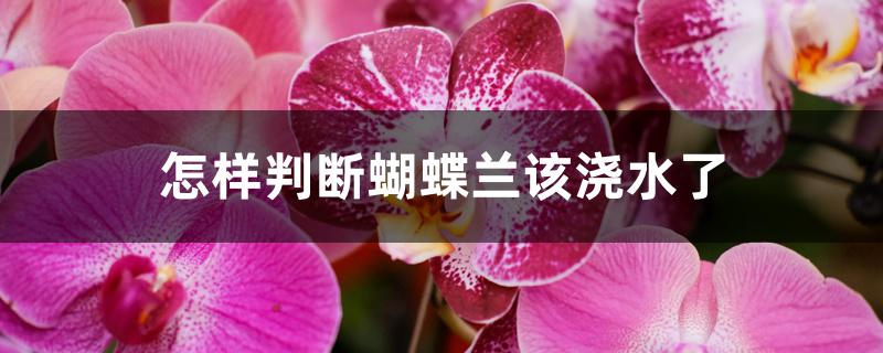 怎样判断蝴蝶兰该浇水了 怎样判断蝴蝶兰该浇水了