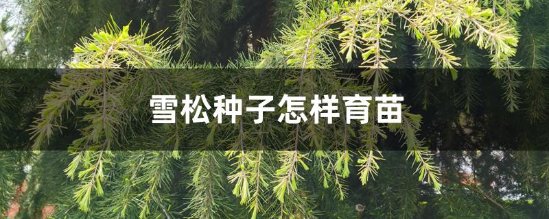 雪松种子怎样育苗 雪松种子怎样育苗