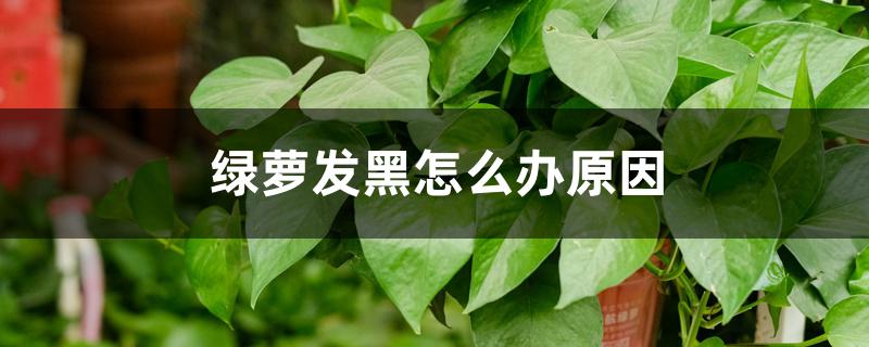 绿萝发黑怎么办原因 绿萝发黑怎么办原因