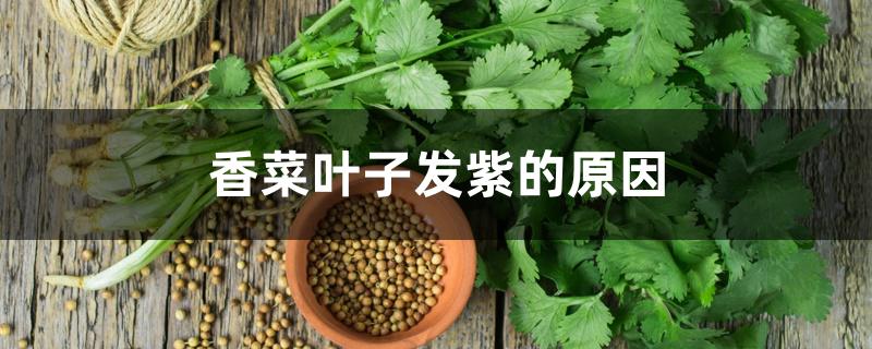 香菜叶子发紫的原因