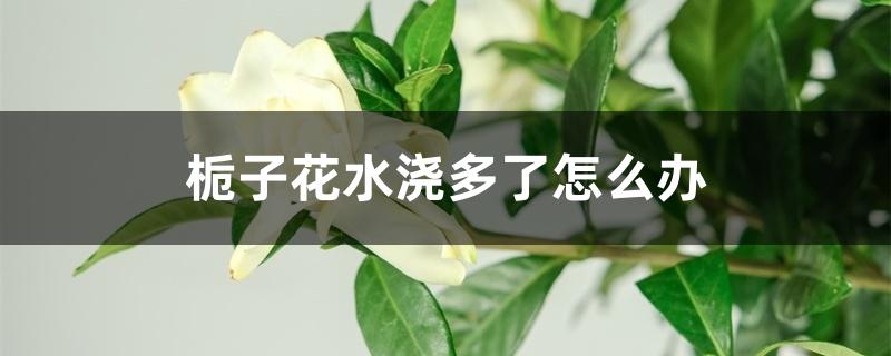 栀子花水浇多了怎么办 栀子花水浇多了怎么办