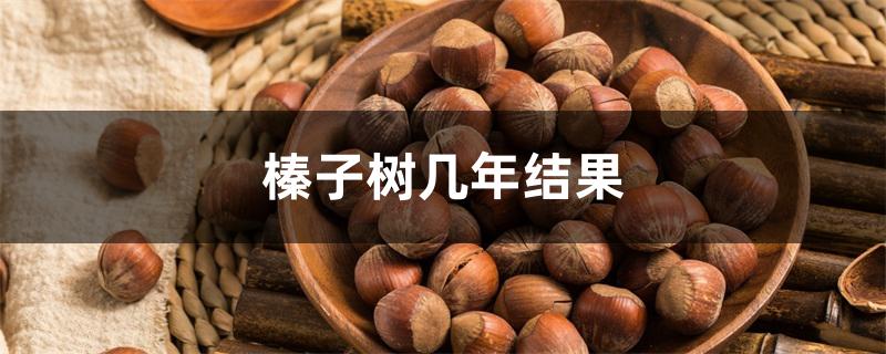 榛子树几年结果 榛子树几年结果