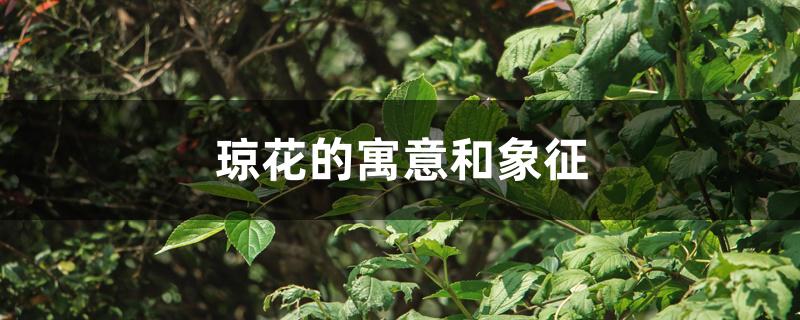 琼花的寓意和象征 琼花的寓意和象征