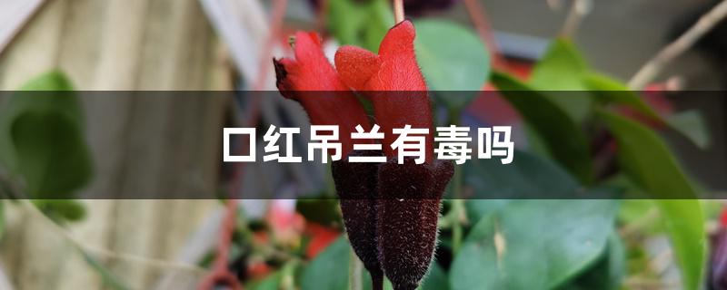 口红吊兰有毒吗 口红吊兰有毒吗