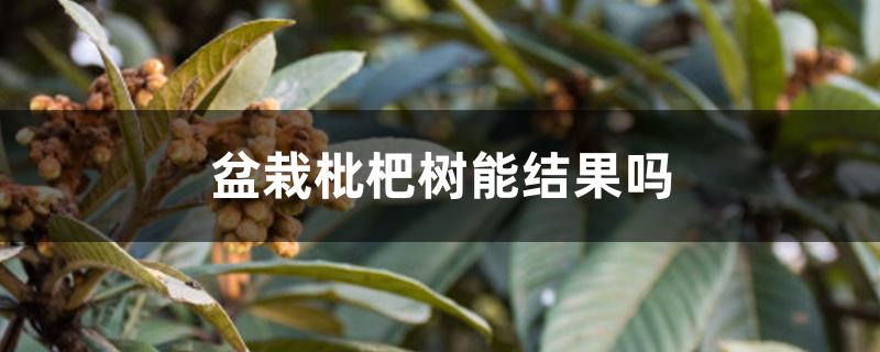 盆栽枇杷树能结果吗 盆栽枇杷树能结果吗