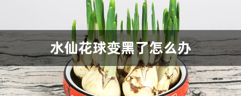 水仙花球变黑了怎么办 水仙花球变黑了怎么办