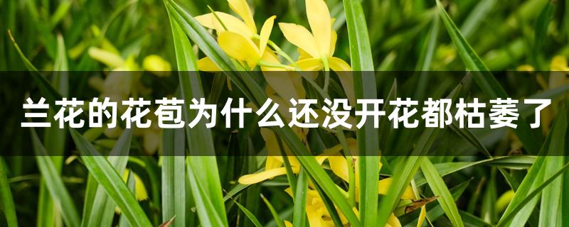 兰花的花苞为什么还没开花都枯萎了 兰花的花苞为什么还没开花都枯萎了
