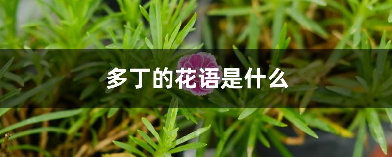 多丁的花语是什么 多丁的花语是什么