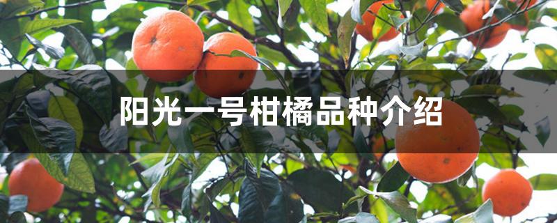 阳光一号柑橘品种介绍 阳光一号柑橘品种介绍