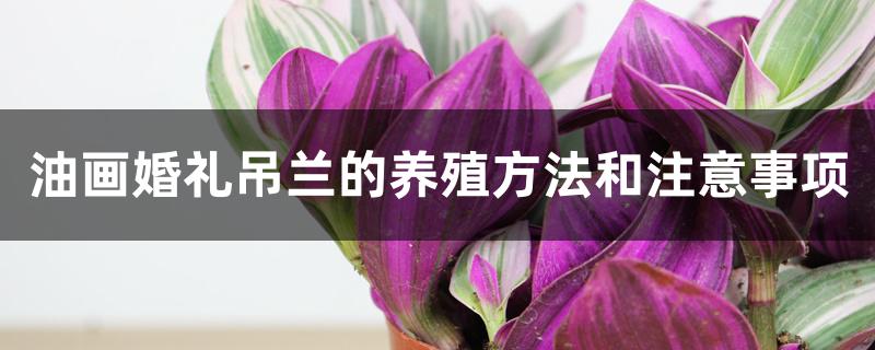油画婚礼吊兰的养殖方法和注意事项 油画婚礼吊兰的养殖方法和注意事项