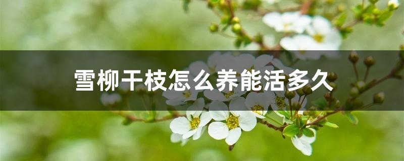 雪柳干枝怎么养能活多久 雪柳干枝怎么养能活多久