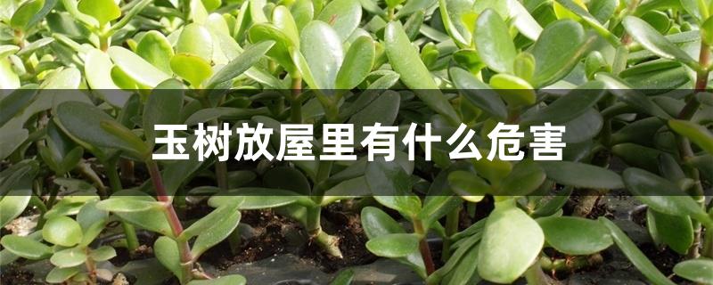 玉树放屋里有什么危害 玉树放屋里有什么危害