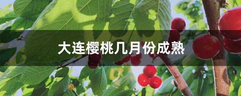 大连樱桃几月份成熟