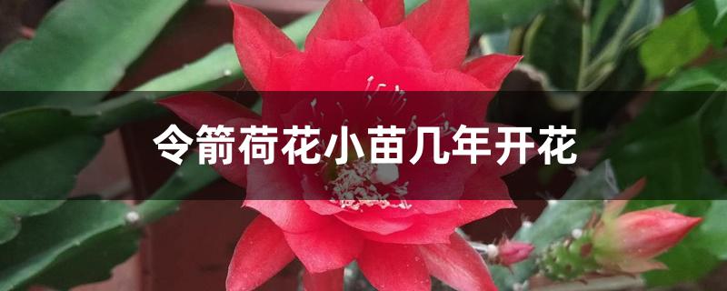 令箭荷花小苗几年开花 令箭荷花小苗几年开花