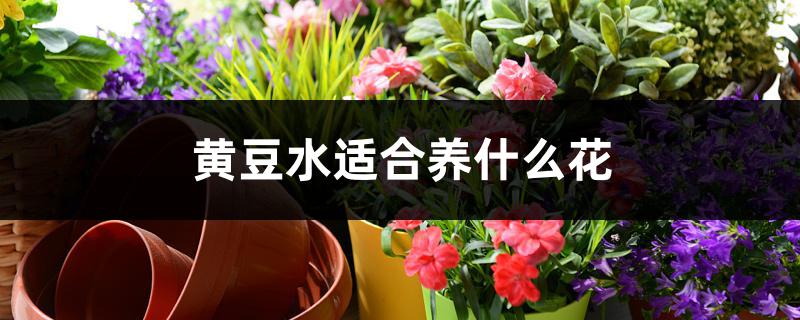 黄豆水适合养什么花 黄豆水适合养什么花