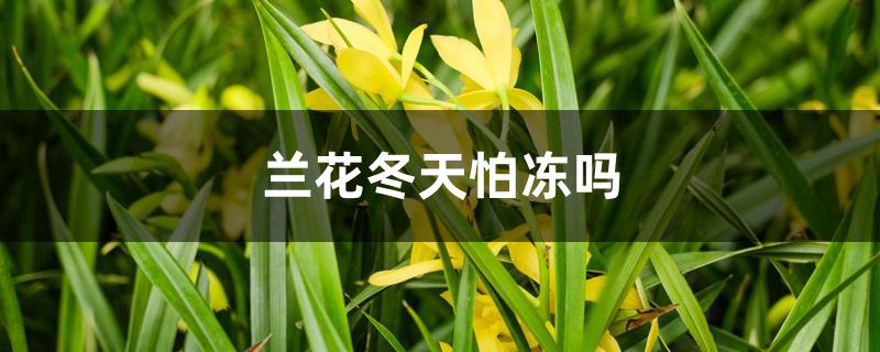 兰花冬天怕冻吗 兰花冬天怕冻吗