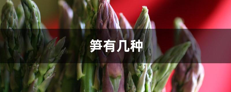 笋有几种