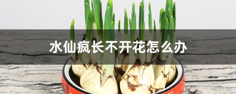 水仙疯长不开花怎么办 水仙疯长不开花怎么办