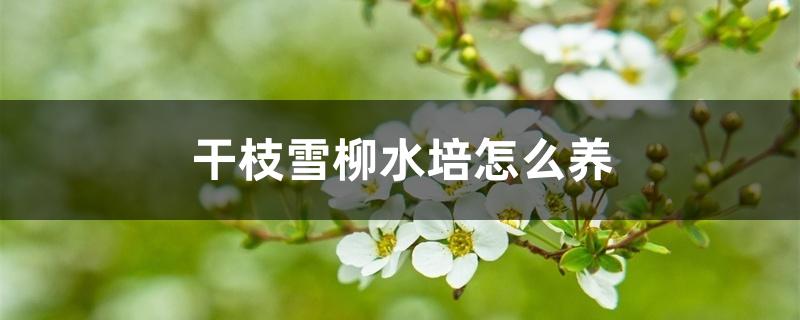干枝雪柳水培怎么养 干枝雪柳水培怎么养