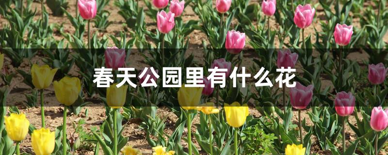 春天公园里有什么花 春天公园里有什么花