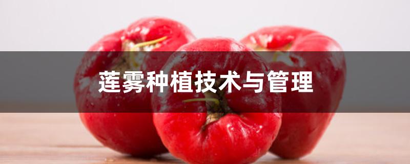 莲雾种植技术与管理 莲雾种植技术与管理