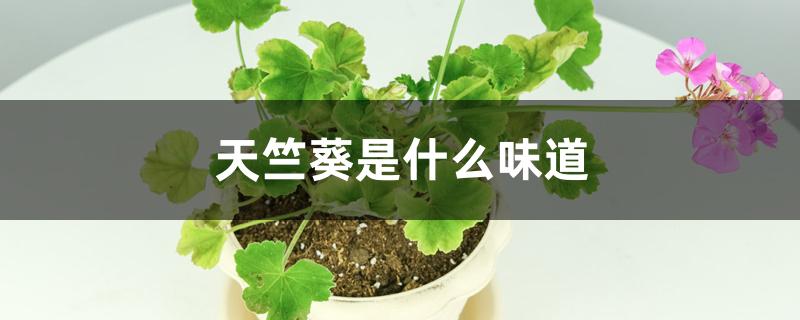 天竺葵是什么味道 天竺葵是什么味道
