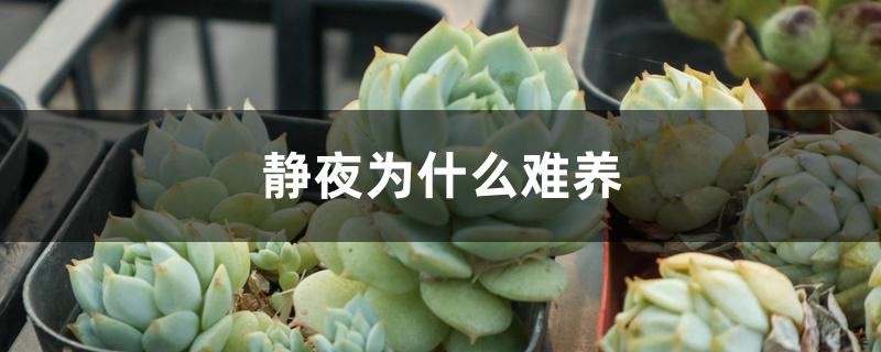 静夜为什么难养 静夜为什么难养