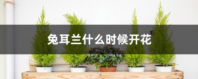 兔耳兰什么时候开花 兔耳兰什么时候开花