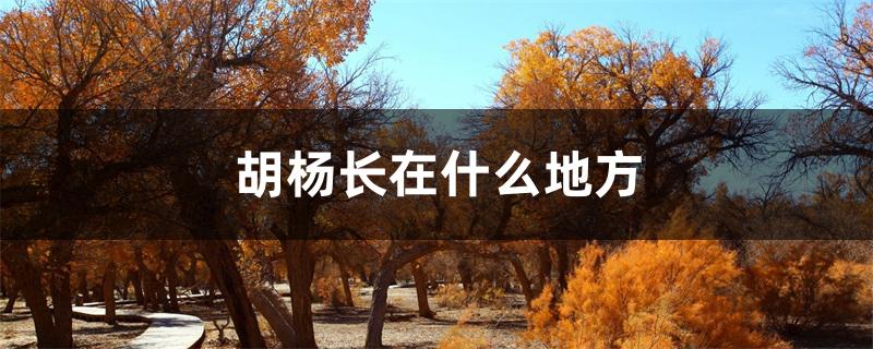 胡杨长在什么地方 胡杨长在什么地方
