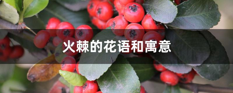 火棘的花语和寓意 火棘的花语和寓意