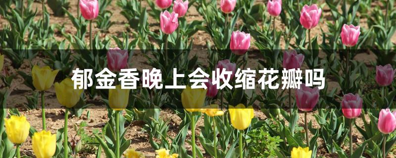 郁金香晚上会收缩花瓣吗 郁金香晚上会收缩花瓣吗