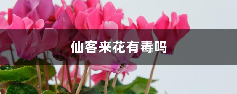 仙客来花有毒吗 仙客来花有毒吗
