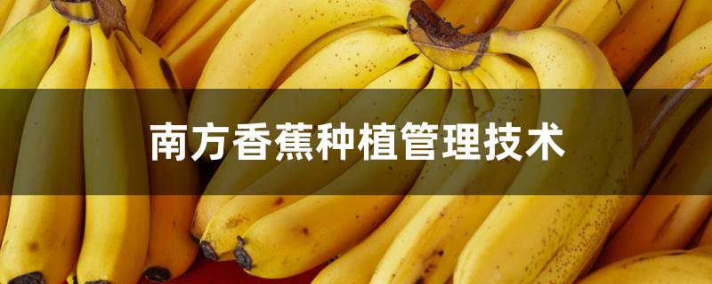 南方香蕉种植管理技术 南方香蕉种植管理技术