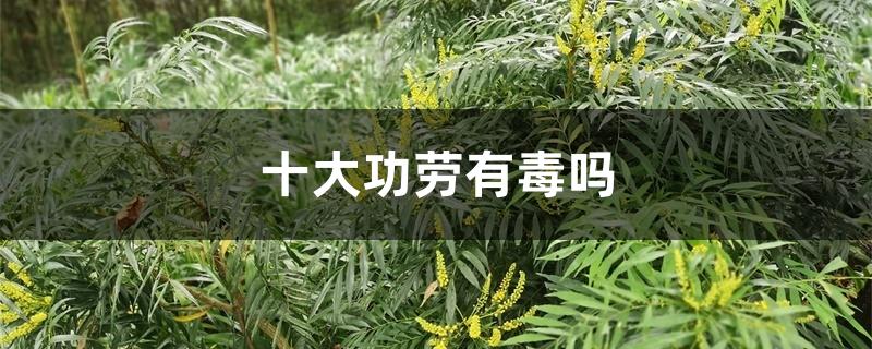 十大功劳有毒吗 十大功劳有毒吗