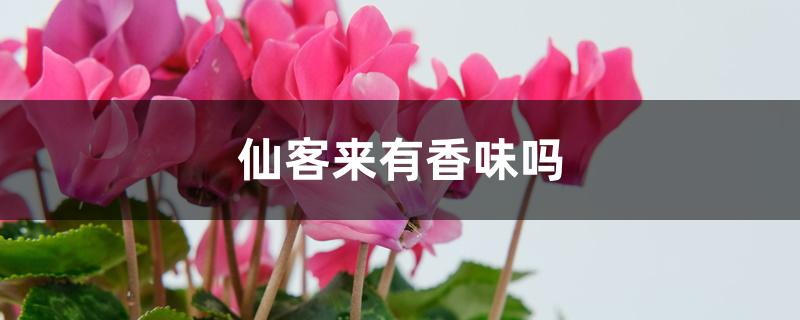 仙客来有香味吗 仙客来有香味吗