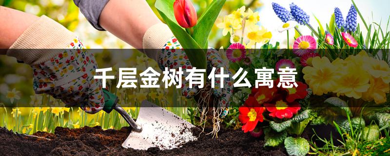 千层金树有什么寓意 千层金树有什么寓意