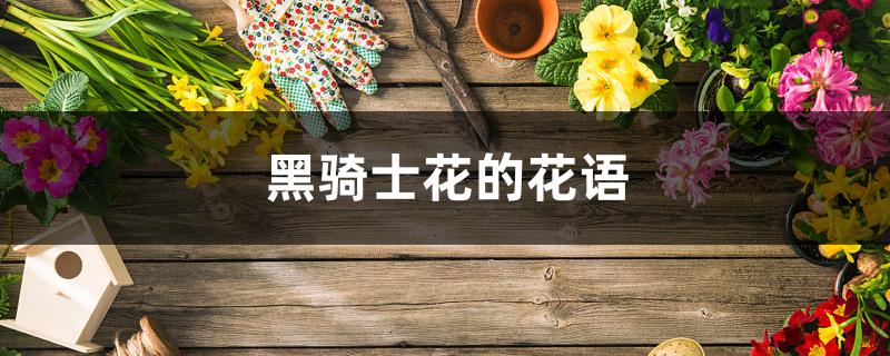 黑骑士花的花语 黑骑士花的花语