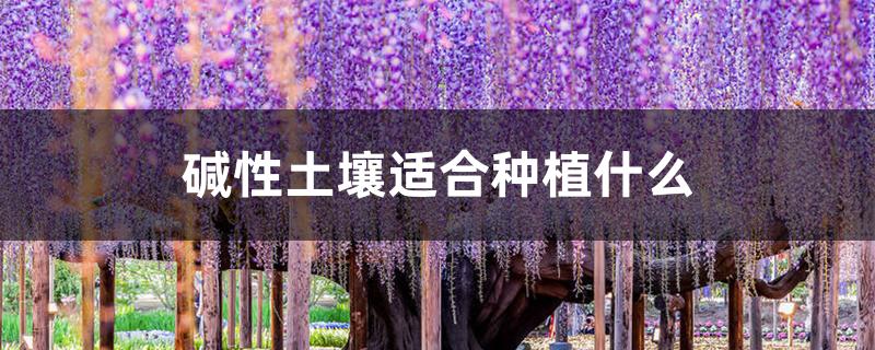 碱性土壤适合种植什么 碱性土壤适合种植什么