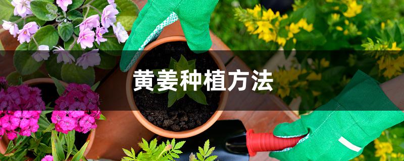 黄姜种植方法 黄姜种植方法