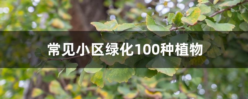 常见小区绿化100种植物 常见小区绿化100种植物