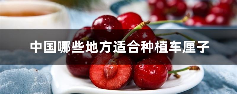 中国哪些地方适合种植车厘子