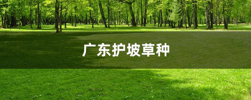 广东护坡草种 广东护坡草种