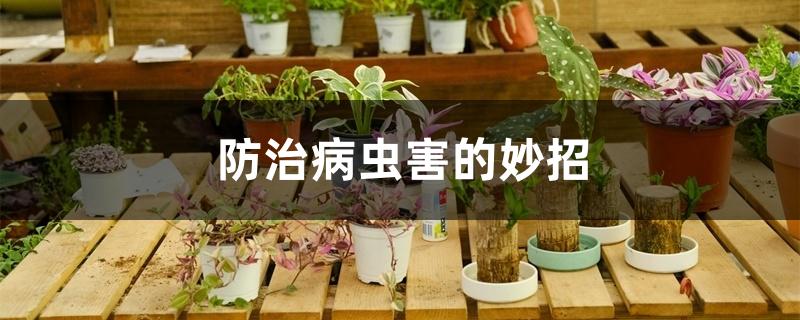 防治病虫害的妙招 防治病虫害的妙招