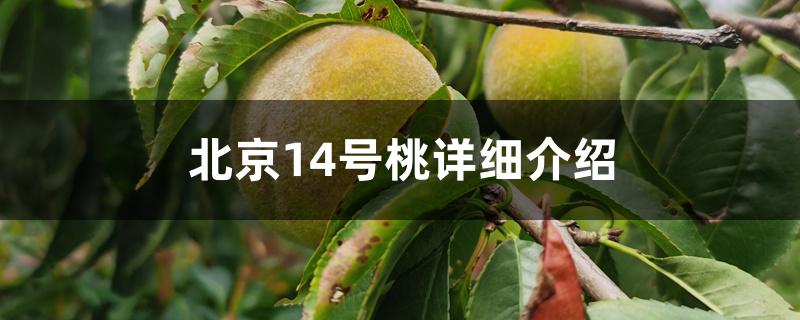 北京14号桃详细介绍 北京14号桃详细介绍