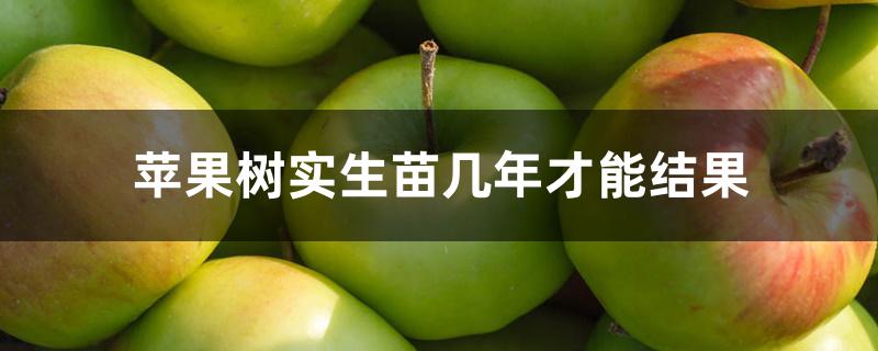 苹果树实生苗几年才能结果 苹果树实生苗几年才能结果