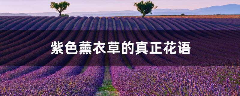 紫色薰衣草的真正花语 紫色薰衣草的真正花语