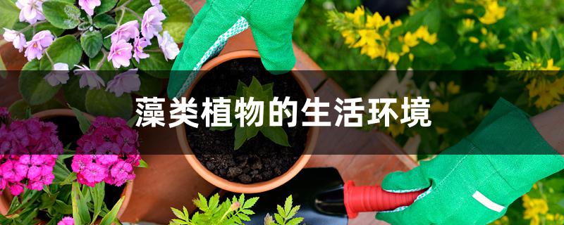 藻类植物的生活环境 藻类植物的生活环境